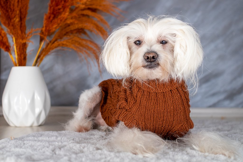 Blog-Inhaltsbild für 'Oh, ein gestrickter Hundepullover'